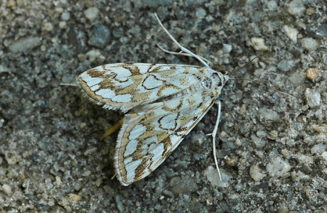 Seerosenzünsler (Elophila nymphaeata) - © Leo Kuzmits
